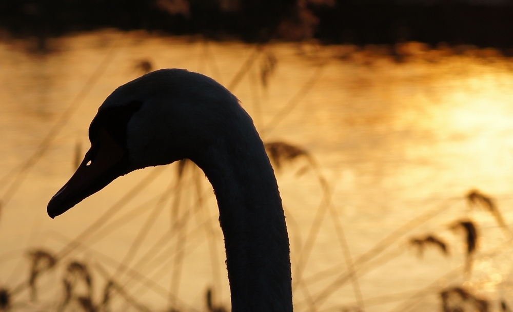 Schwan bei Sonnenuntergang