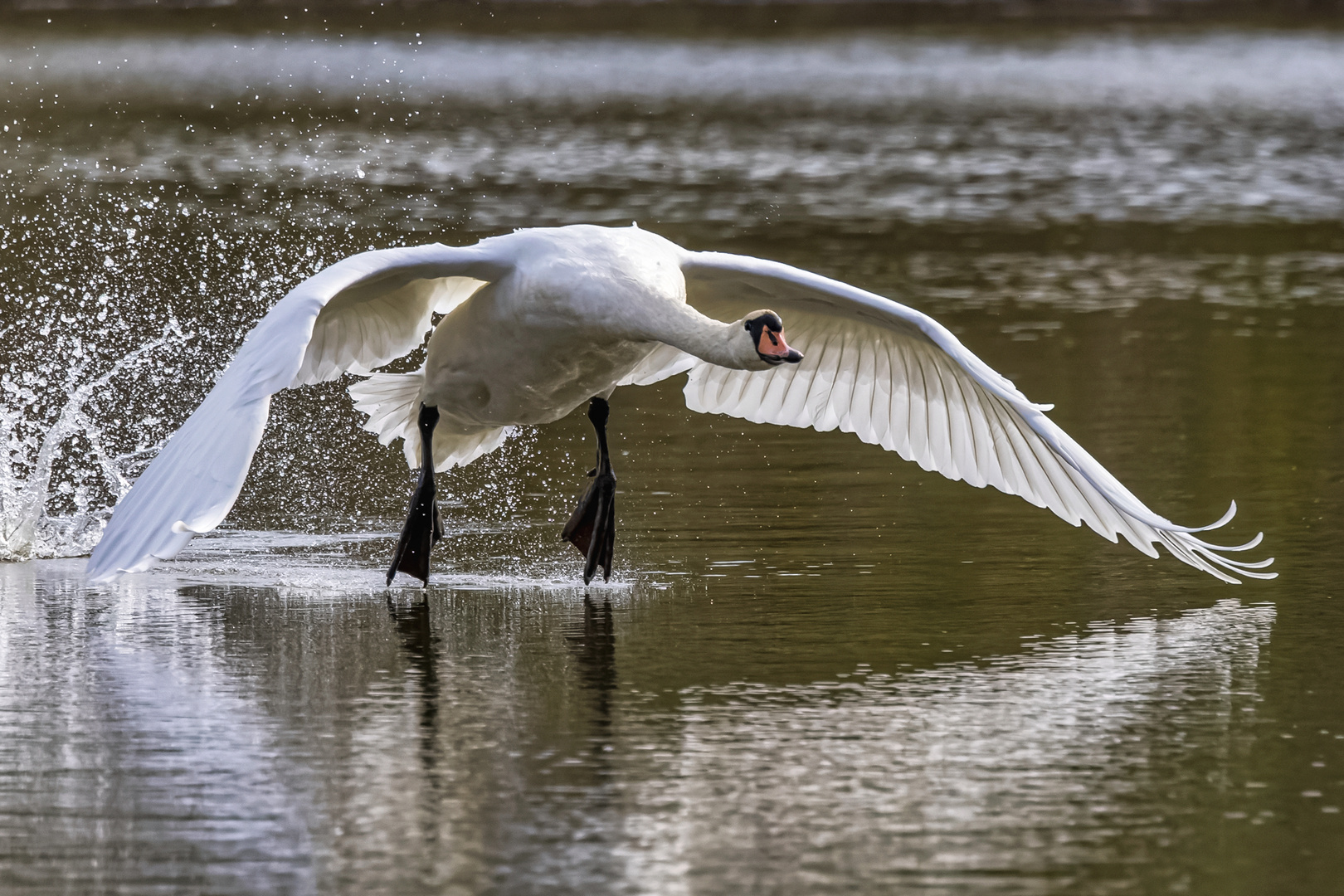 Schwan beim Abheben.