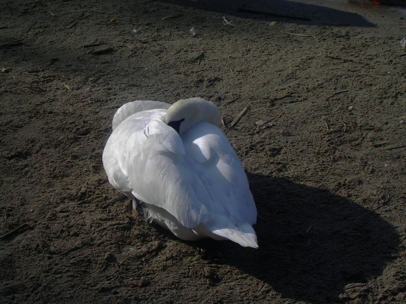 Schwan beim ausruhen....