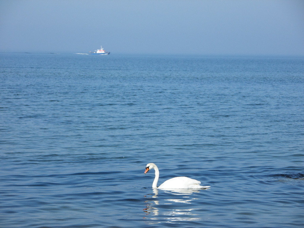 Schwan beim Baden/Schwimmen in der Ostsee