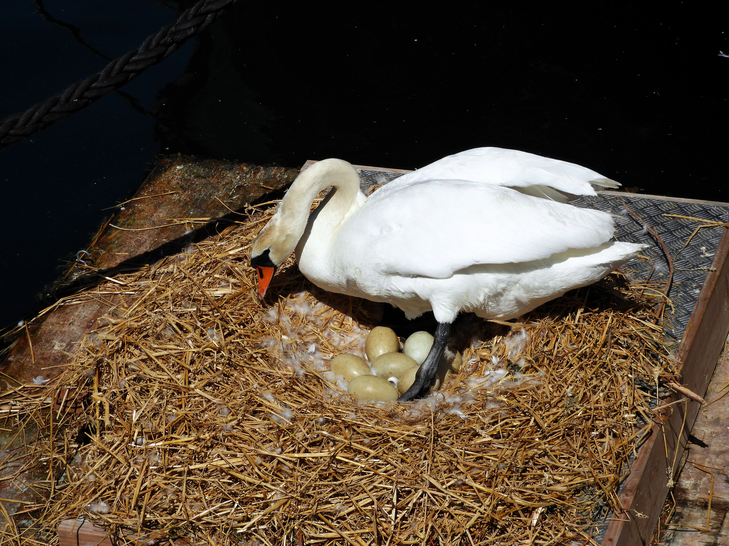 Schwan beim Brüten