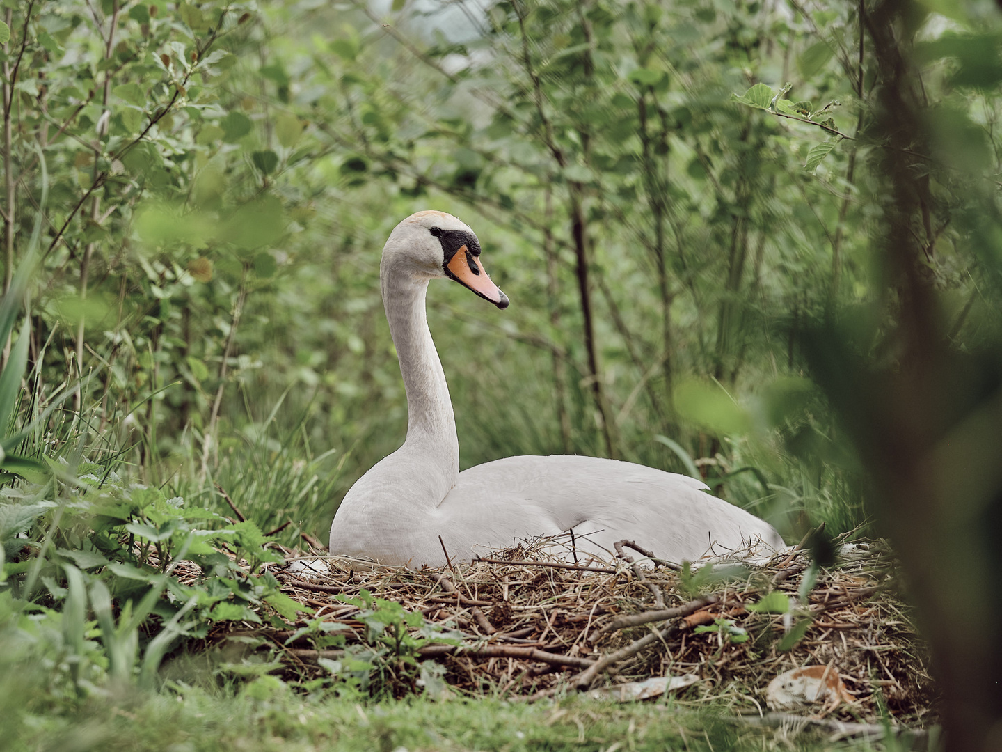 Schwan beim brüten