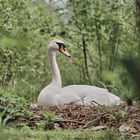 Schwan beim brüten