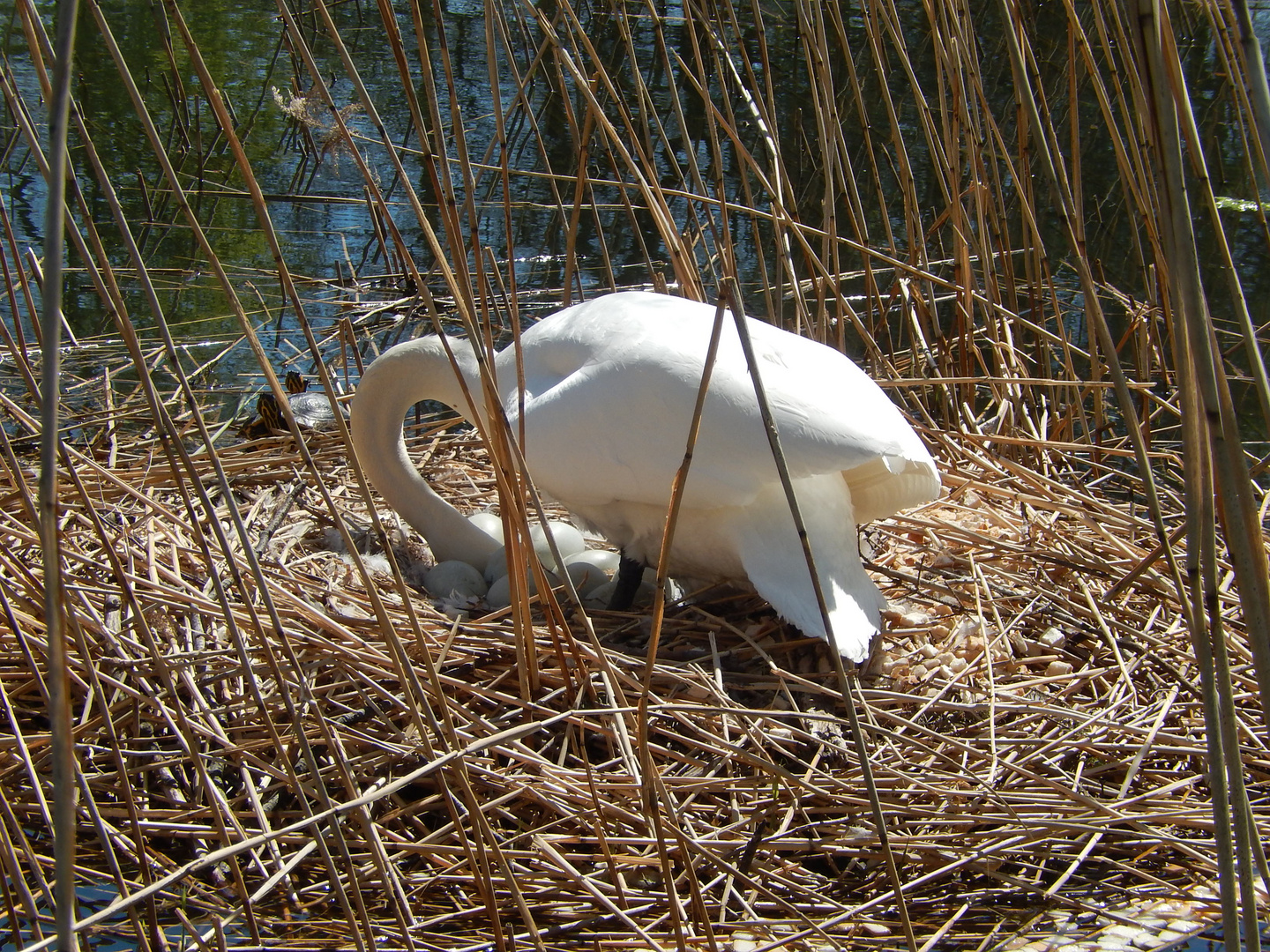 Schwan beim brüten.