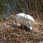 Schwan beim brüten.