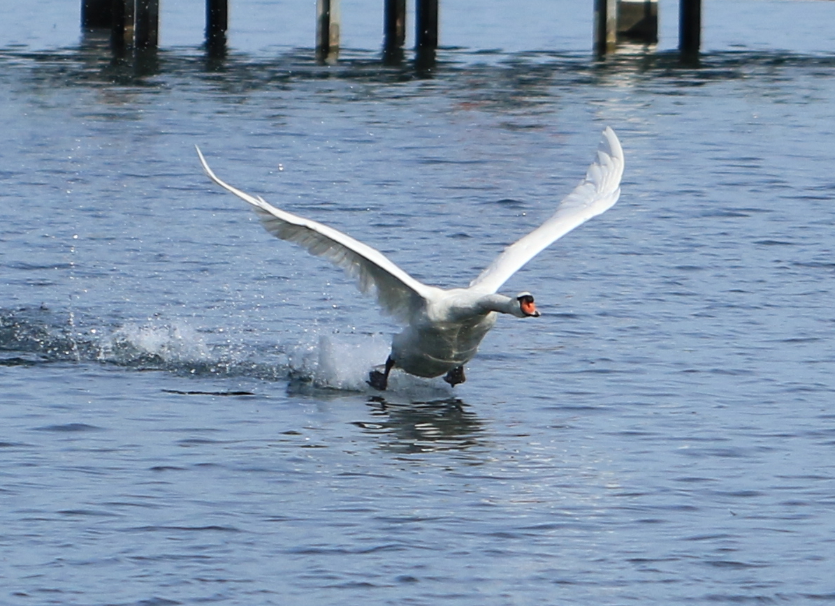 Schwan beim Durchstarten