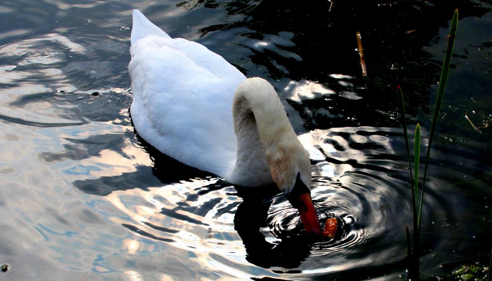 Schwan beim Essen.