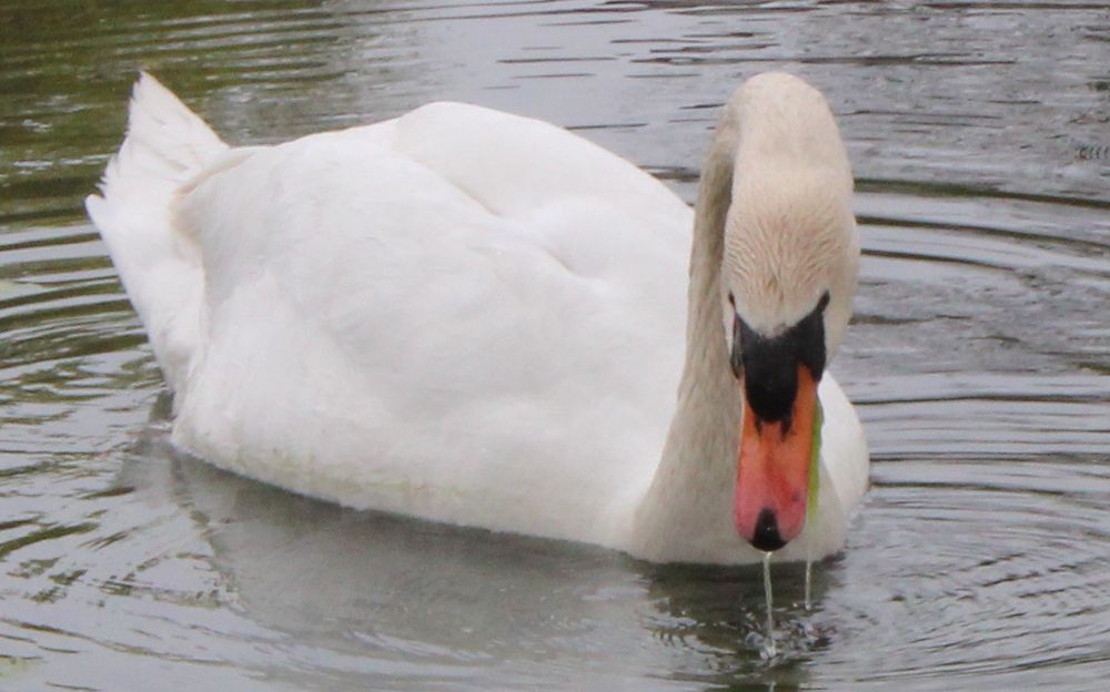 Schwan beim Essen