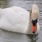 Schwan beim Essen