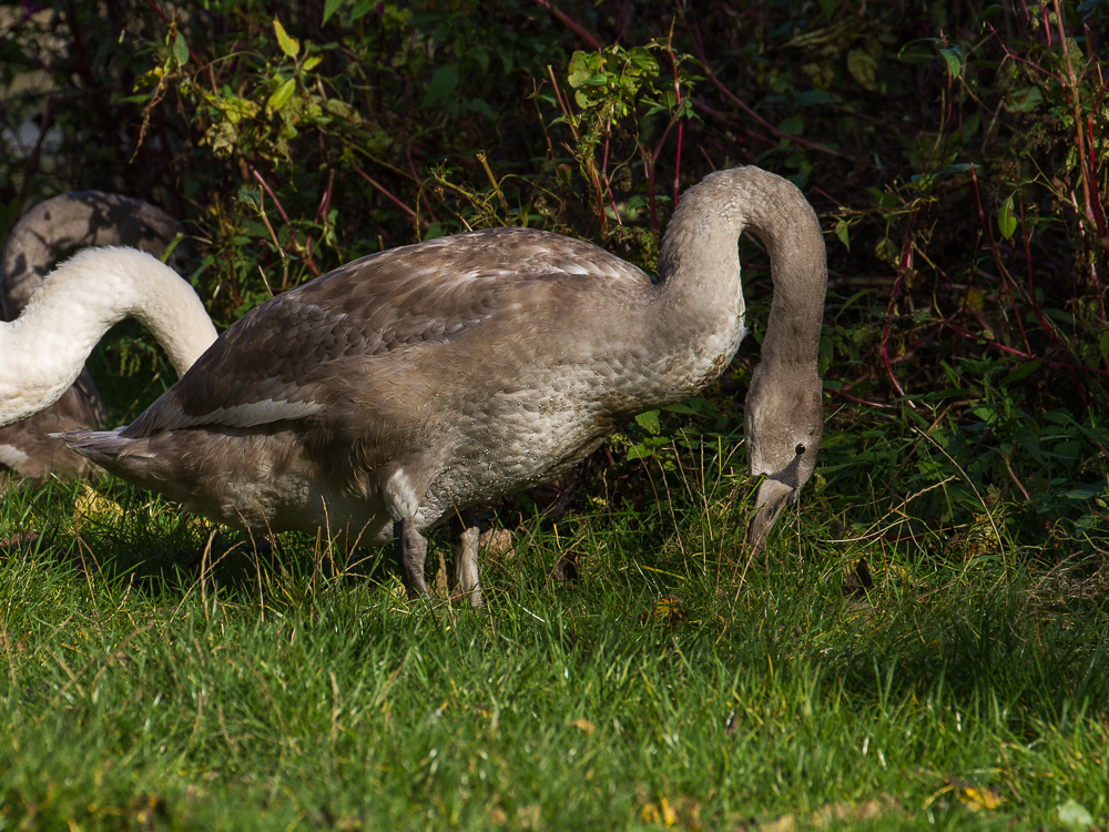 Schwan beim Fressen