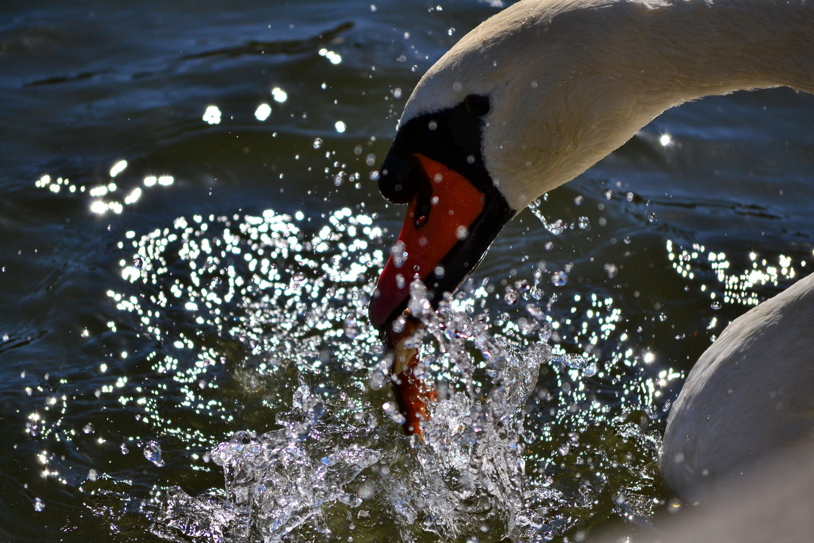 schwan beim fressen