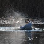 Schwan beim Frühjahrsputz