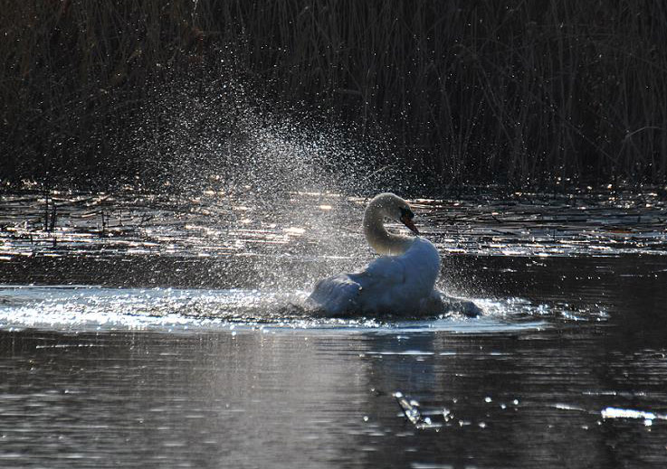 Schwan beim Frühjahrsputz