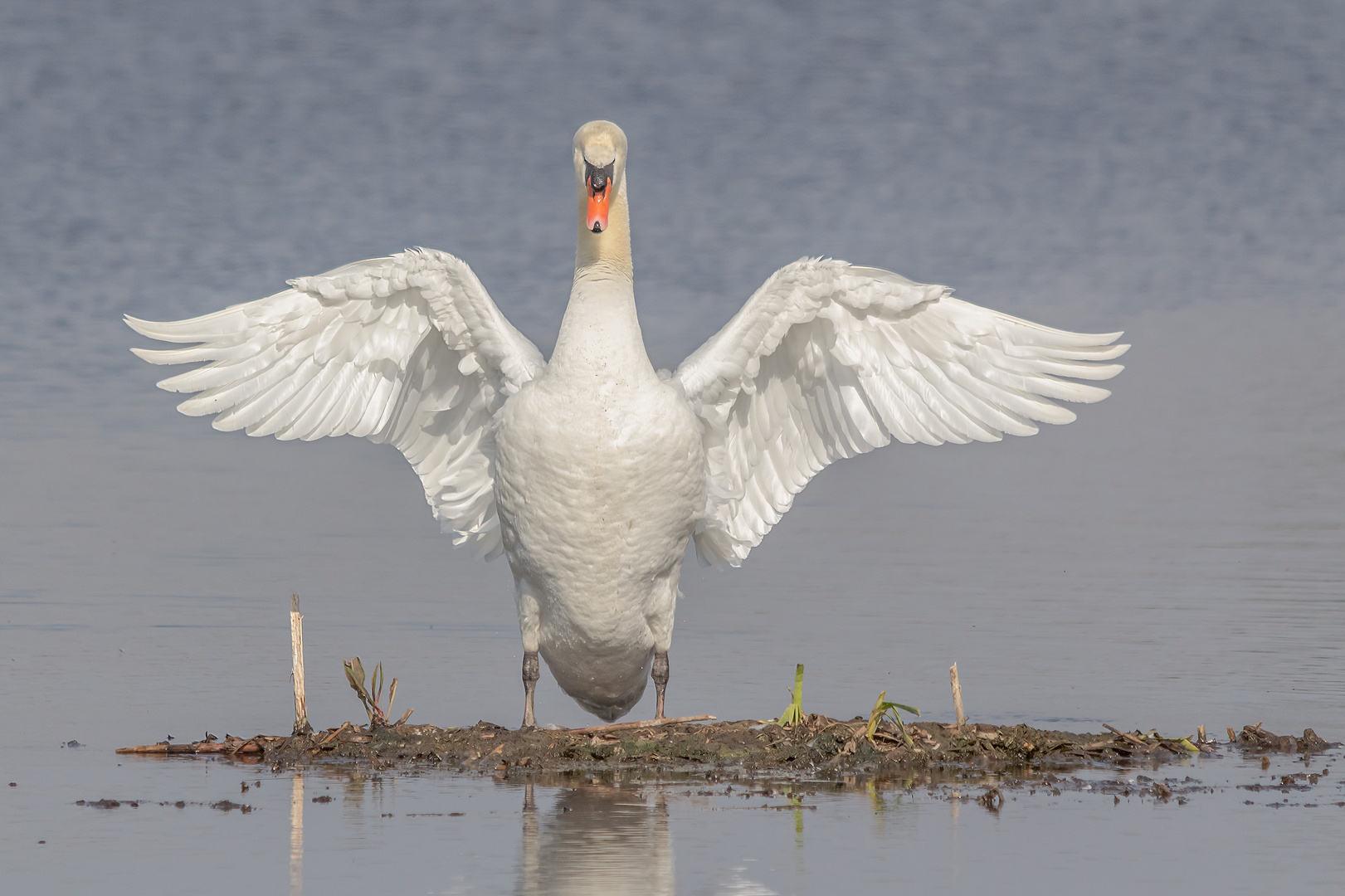 Schwan beim Frühsport