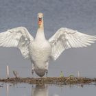 Schwan beim Frühsport