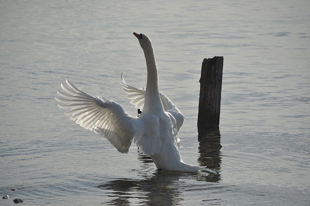 Schwan beim Frühsport