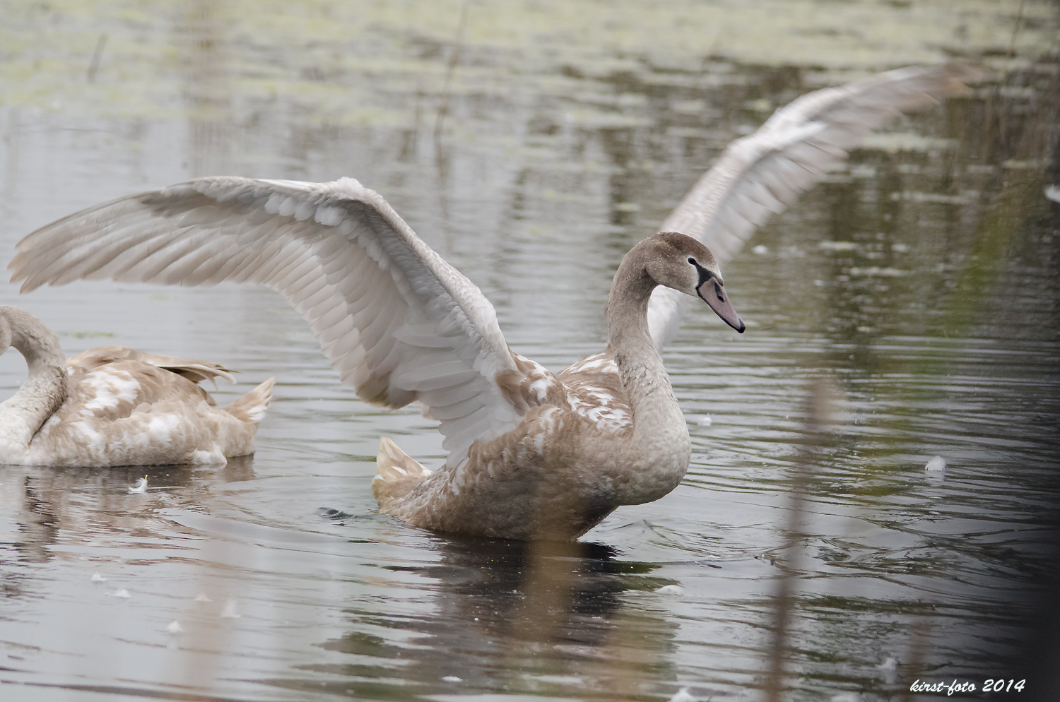 Schwan beim Frühsport.