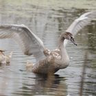 Schwan beim Frühsport.