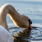 Schwan beim Futter fassen