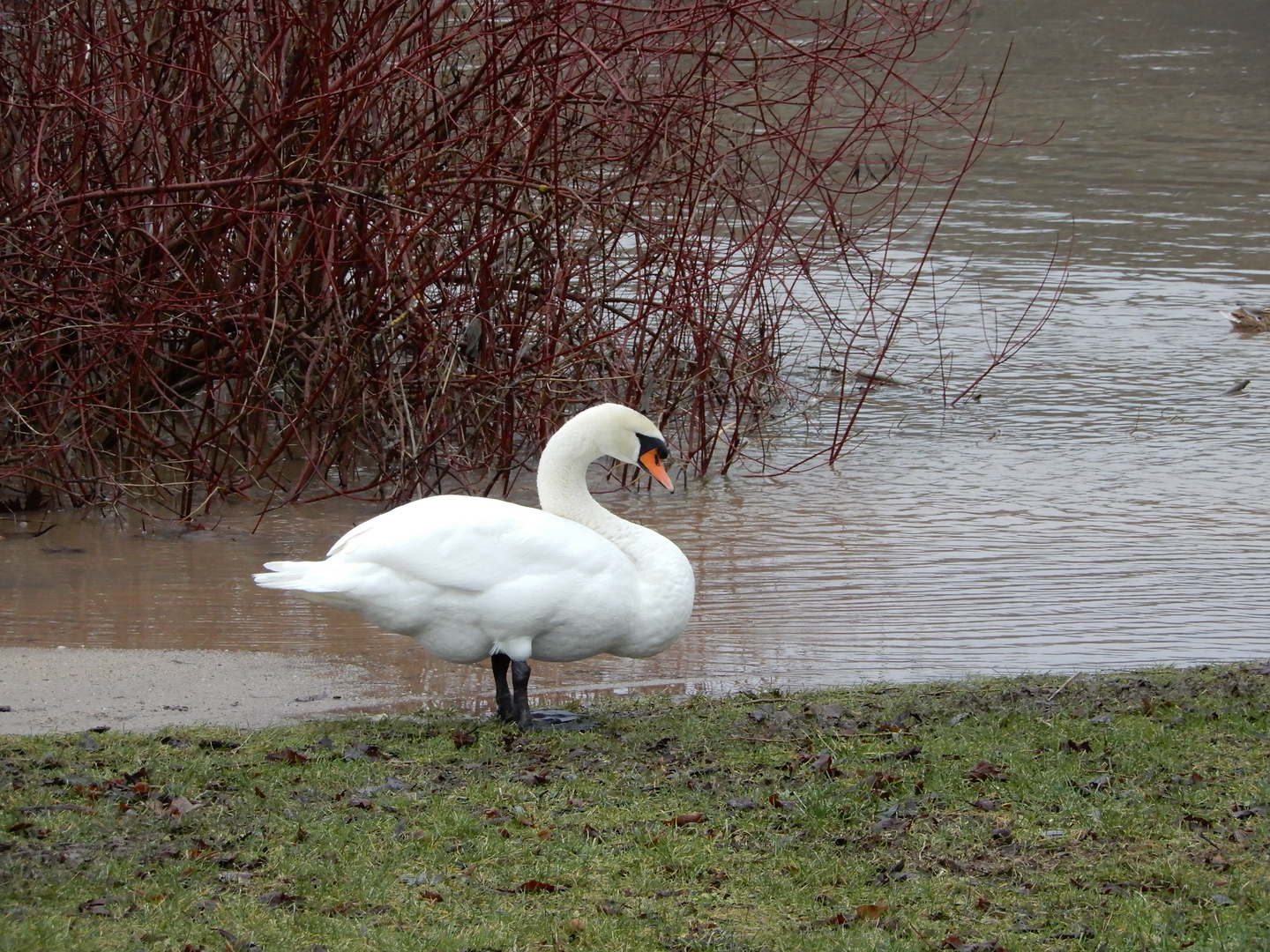 Schwan beim Hochwasser