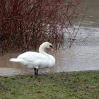 Schwan beim Hochwasser