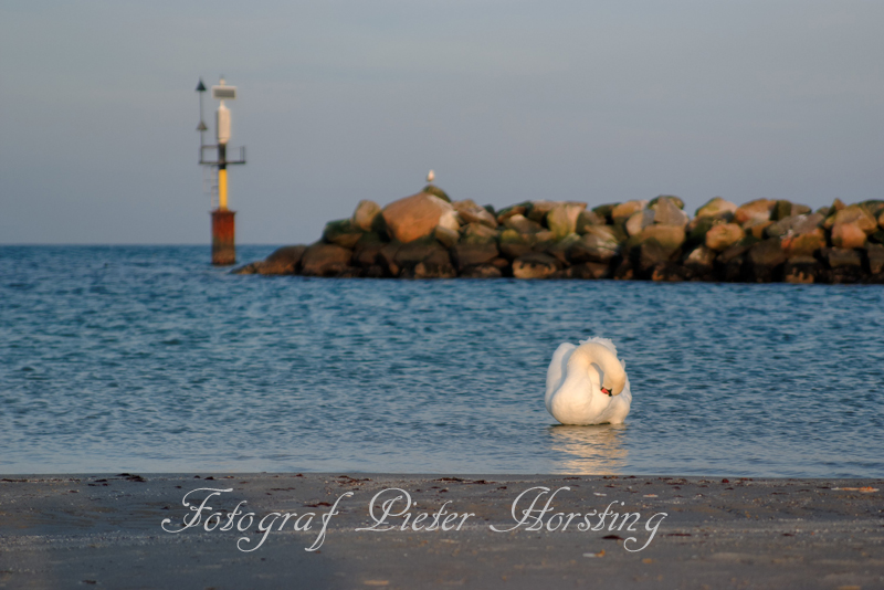 Schwan beim Leuchtturm