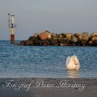 Schwan beim Leuchtturm