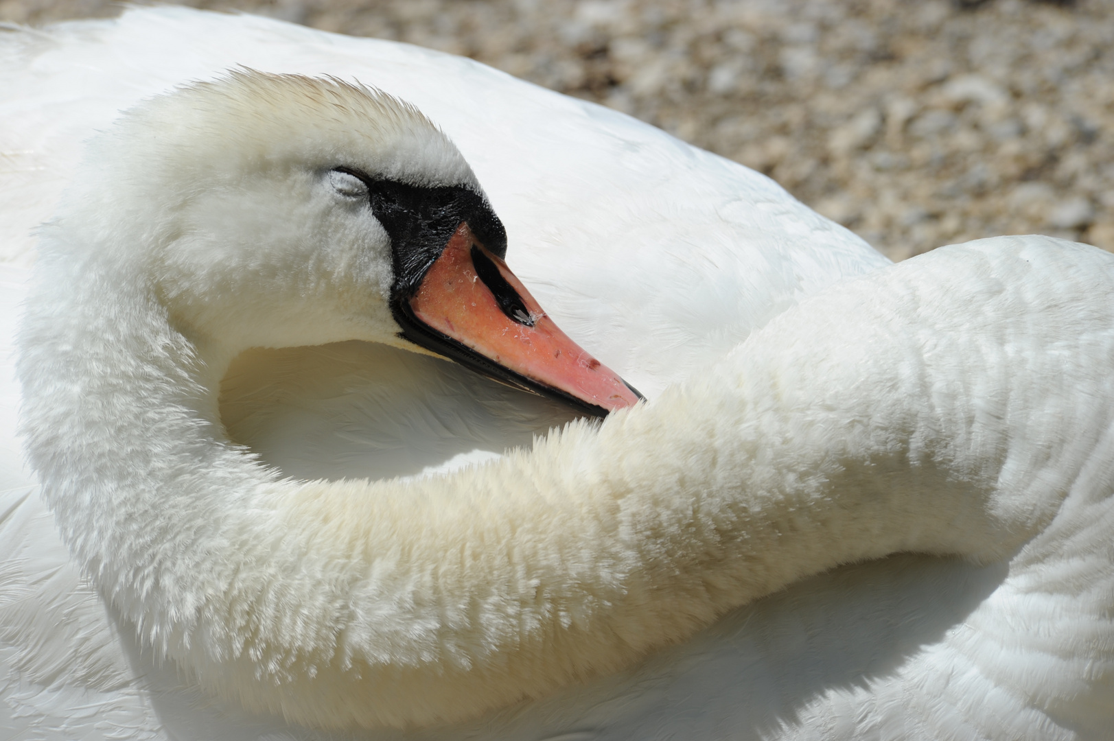 Schwan beim Mittagsschlaf