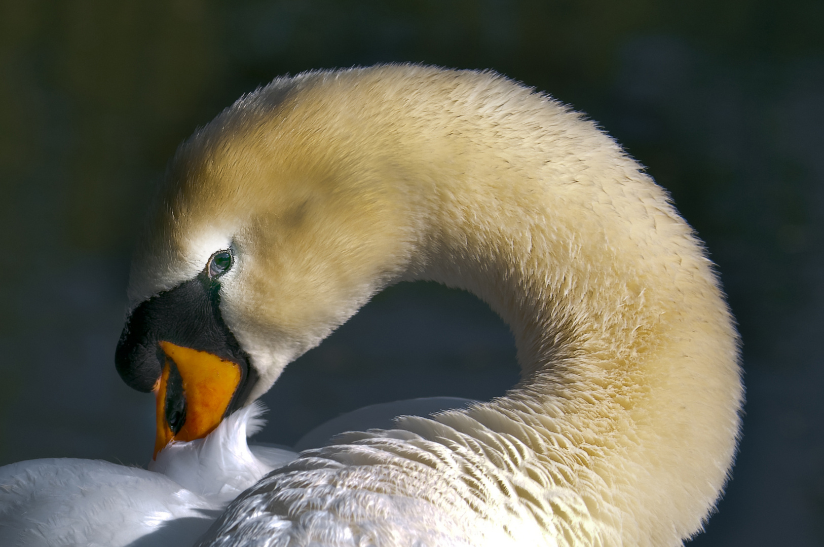 Schwan beim Morgenputz 2