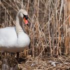 Schwan beim Nestbau