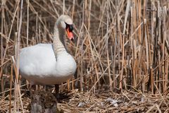 Schwan beim Nestbau