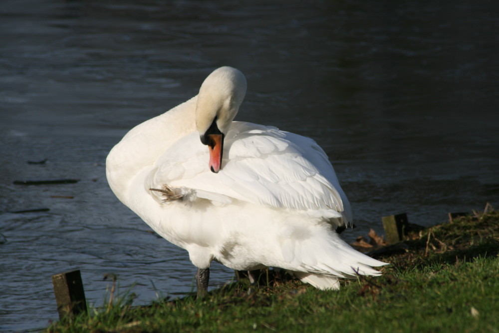 Schwan beim Putzen...