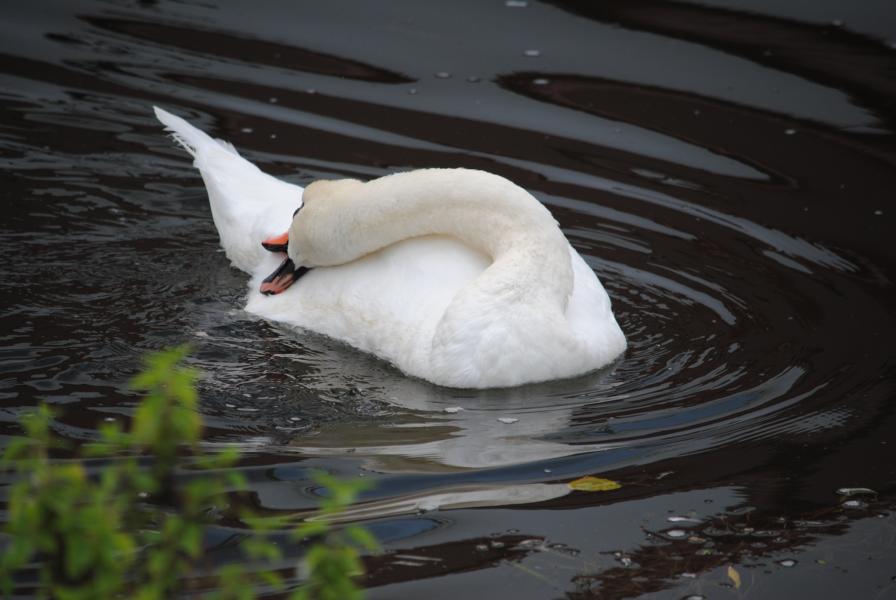 Schwan beim Putzen