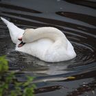 Schwan beim Putzen