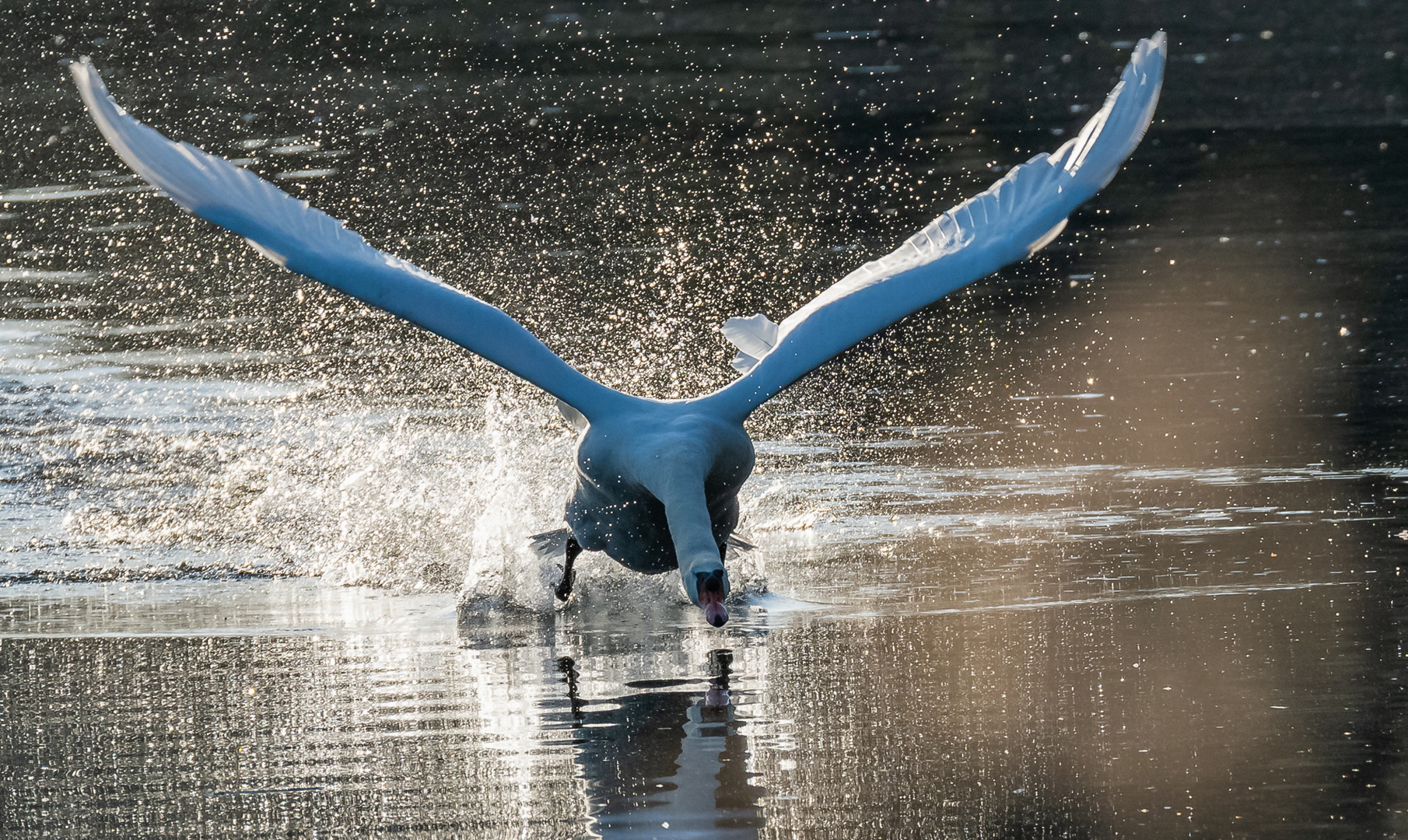 Schwan beim Revierkampf