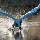 Schwan beim Revierkampf