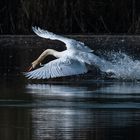 Schwan beim Revierkampf