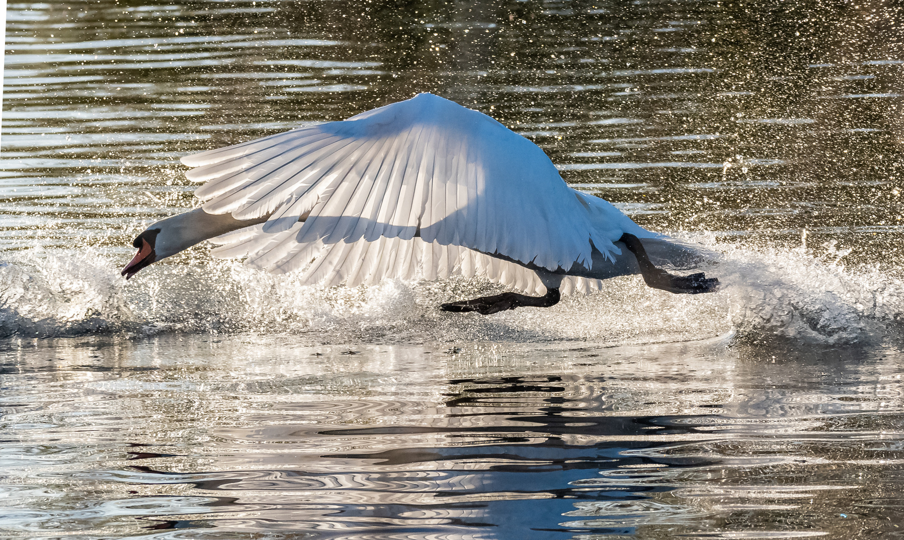 Schwan beim Revierkampf