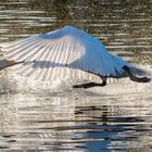 Schwan beim Revierkampf