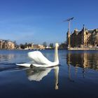 Schwan beim Sightseeing