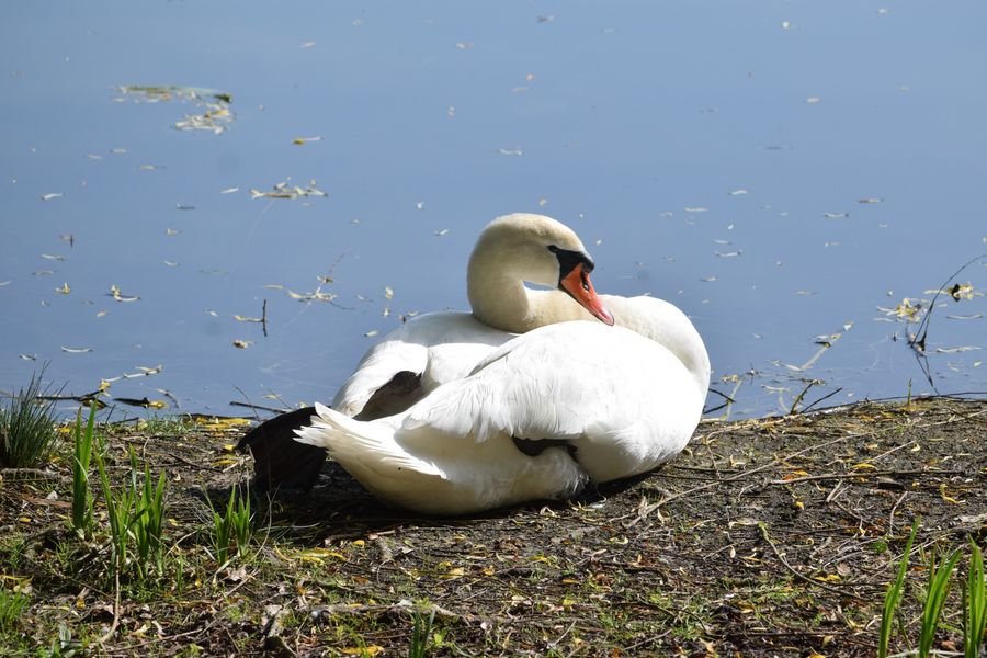 Schwan beim Sonnenbad