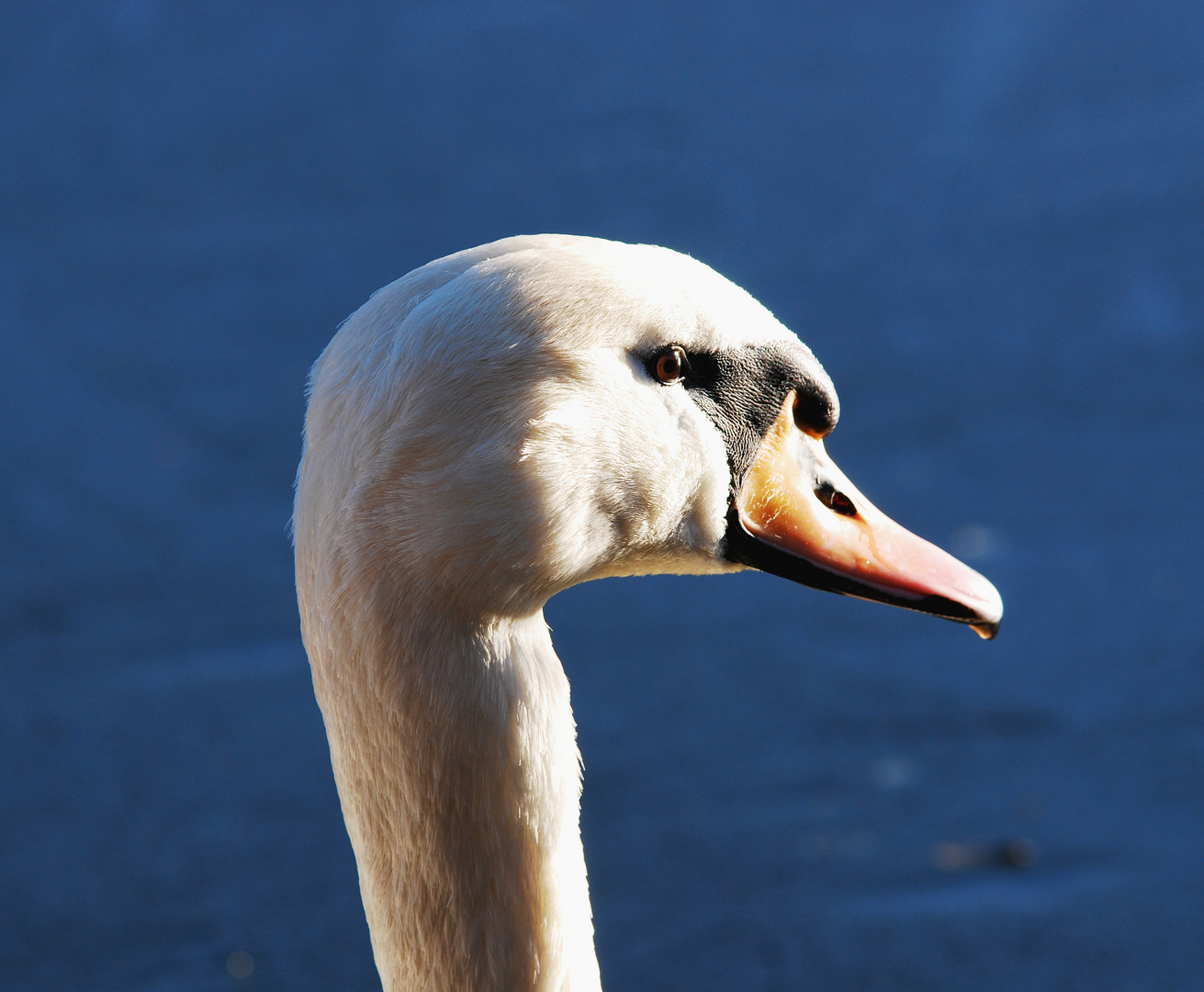 Schwan beim Sonnenbad