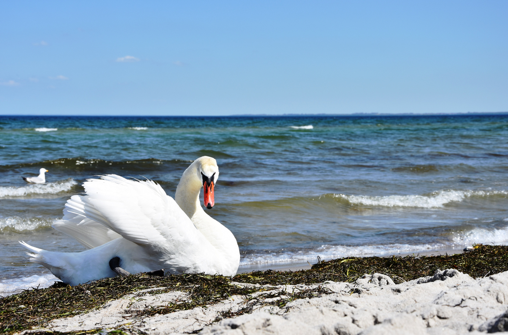 Schwan beim Sonnenbad in Boltenhagen