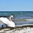 Schwan beim Sonnenbad in Boltenhagen