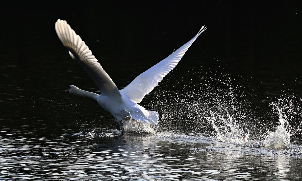 Schwan beim Start....