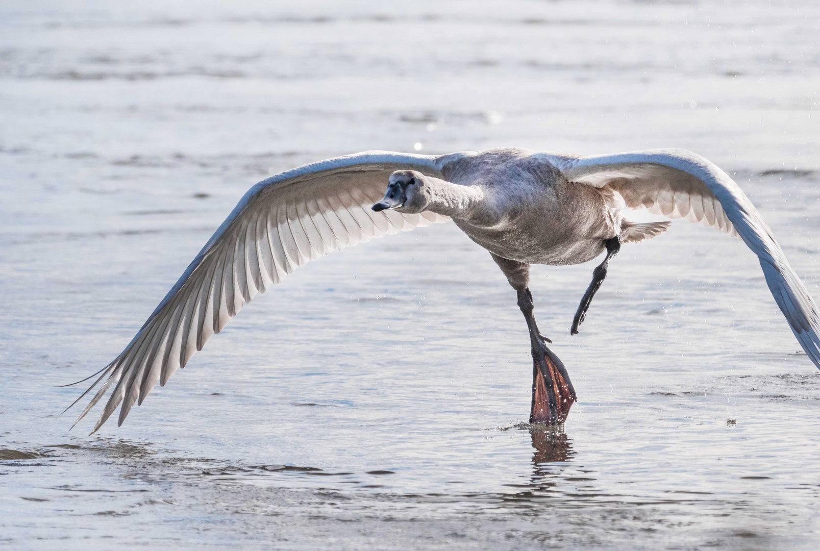 Schwan beim Start