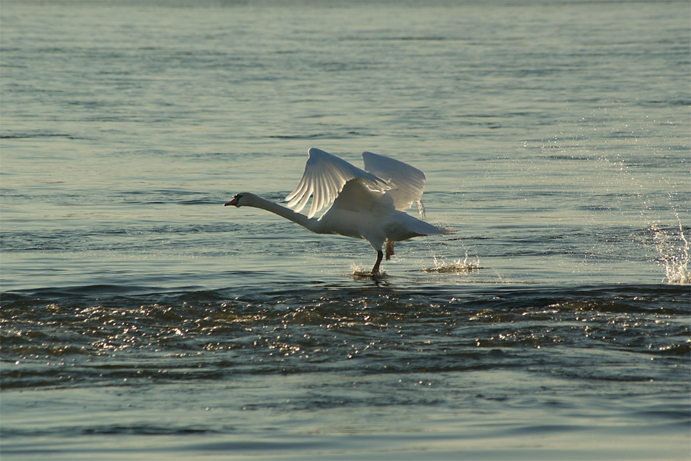 Schwan beim Start