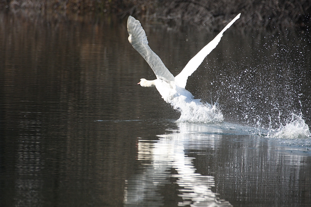 Schwan beim Start