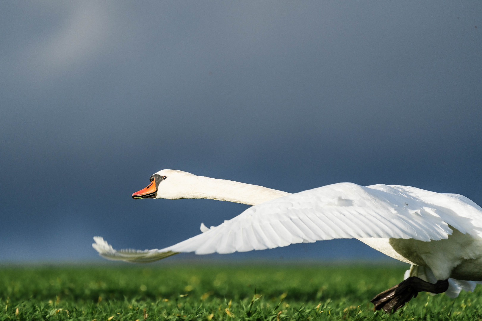 Schwan beim Start