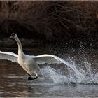 Schwan beim Starten